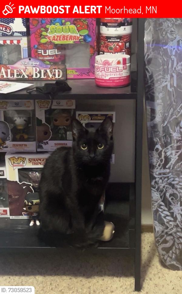 Lost Female Cat last seen Northeast Park, Moorhead, MN 56560