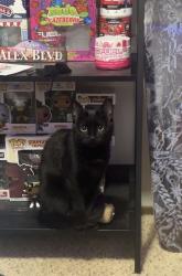 Lost Female Cat last seen Northeast Park, Moorhead, MN 56560
