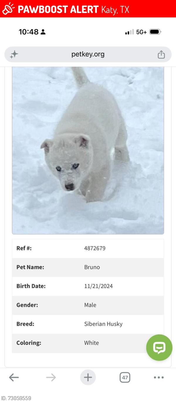 Lost Male Dog last seen Is at my brothers hse , Katy, TX 77493