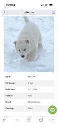 Lost Male Dog last seen Is at my brothers hse , Katy, TX 77493