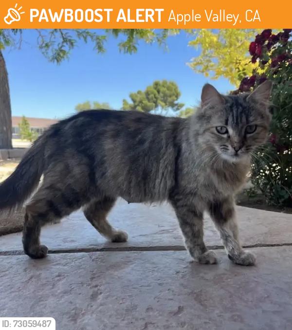 Found/Stray Female Cat last seen Running Deer Rd between Pahute Rd and Lone Eagle Rd in Apple Valley, Apple Valley, CA 92308