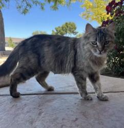 Found/Stray Female Cat last seen Running Deer Rd between Pahute Rd and Lone Eagle Rd in Apple Valley, Apple Valley, CA 92308