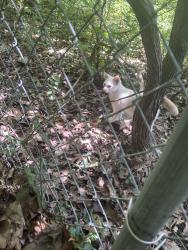 Found/Stray Unknown Cat last seen Behind 14013 w 48 st, Shawnee, KS 66216