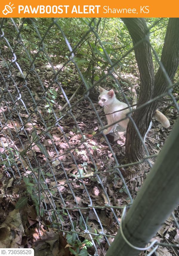 Found/Stray Unknown Cat last seen Behind 14013 w 48 st, Shawnee, KS 66216
