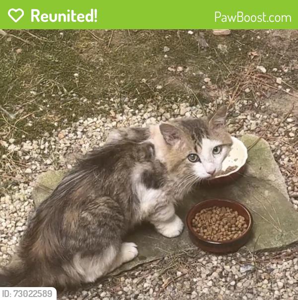 Reunited Unknown Cat last seen Pearson Dr and Bay Point, Durham, NC 27713