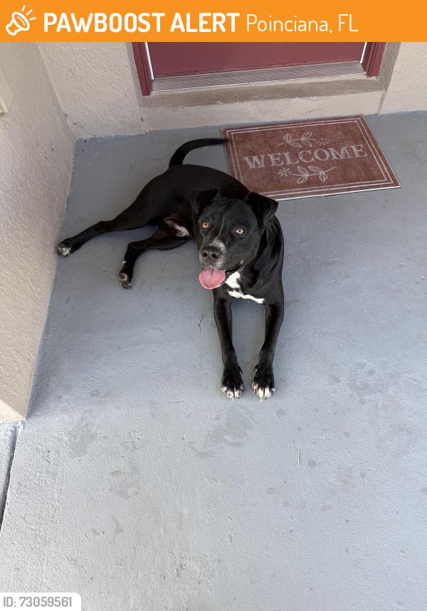 Found/Stray Male Dog last seen Dollar general, Poinciana, FL 34759