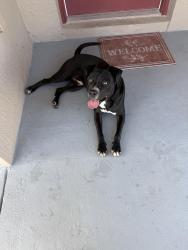 Found/Stray Male Dog last seen Dollar general, Poinciana, FL 34759