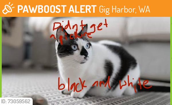 Found/Stray Unknown Cat last seen Rosedale, Gig Harbor, WA 98335