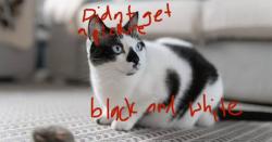 Found/Stray Unknown Cat last seen Rosedale, Gig Harbor, WA 98335