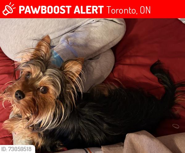 Lost Male Dog last seen Near Dundas St W (Dundas and Sheridan Ave), Toronto, ON 