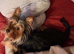 Lost Male Dog last seen Near Dundas St W (Dundas and Sheridan Ave), Toronto, ON 