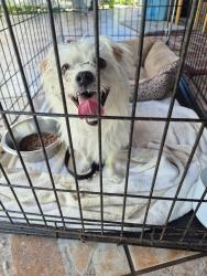 Reunited Male Dog last seen Coral way and 127 ave, Miami, FL 33175