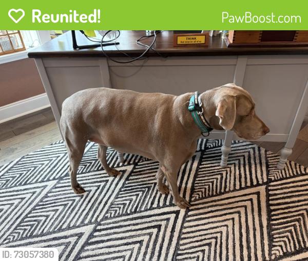 Reunited Female Dog last seen World Equestrian Center, Ocala, FL 34482