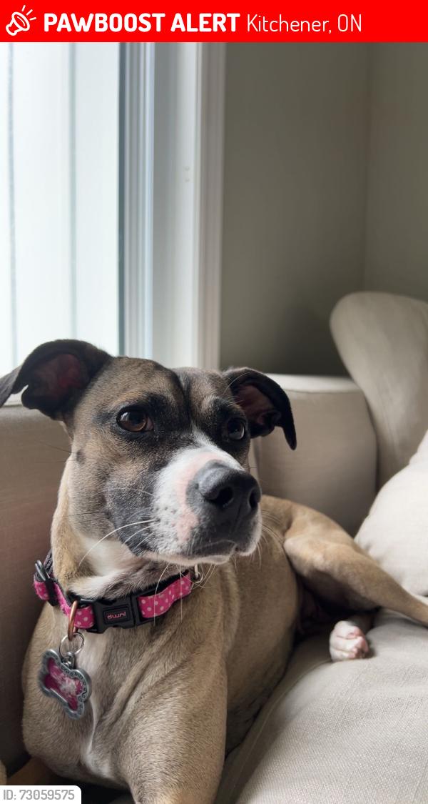 Lost Female Dog last seen Lackner and ottawa, Kitchener, ON 
