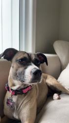 Lost Female Dog last seen Lackner and ottawa, Kitchener, ON 