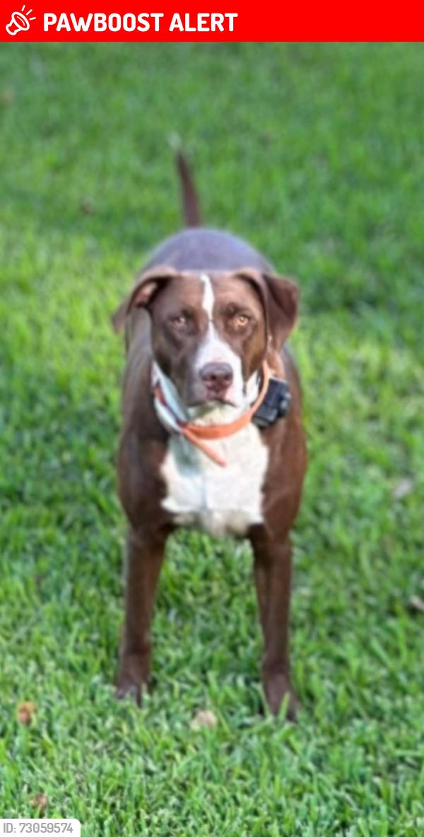 Lost Female Dog last seen John Thomas Road & La Hwy 958 & La Hwy 959, East Feliciana Parish, LA 70777