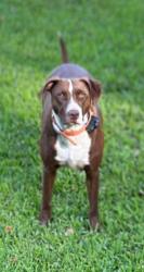 Lost Female Dog last seen John Thomas Road & La Hwy 958 & La Hwy 959, East Feliciana Parish, LA 70777