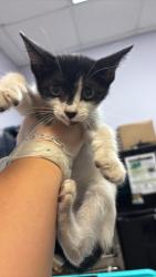Shelter Stray Male Cat last seen Bexar County, 3353 Morningside Dr, New Braunfels, TX 78132, USA