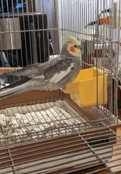 Lost Male Bird last seen Rosemont St., Worcester, MA 01605