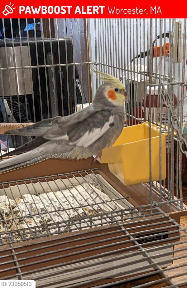 Lost Male Bird last seen Rosemont St., Worcester, MA 01605