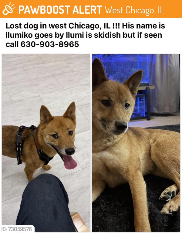 Found/Stray Male Dog last seen Fire station, West Chicago, IL 60185