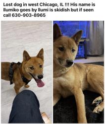 Found/Stray Male Dog last seen Fire station, West Chicago, IL 60185