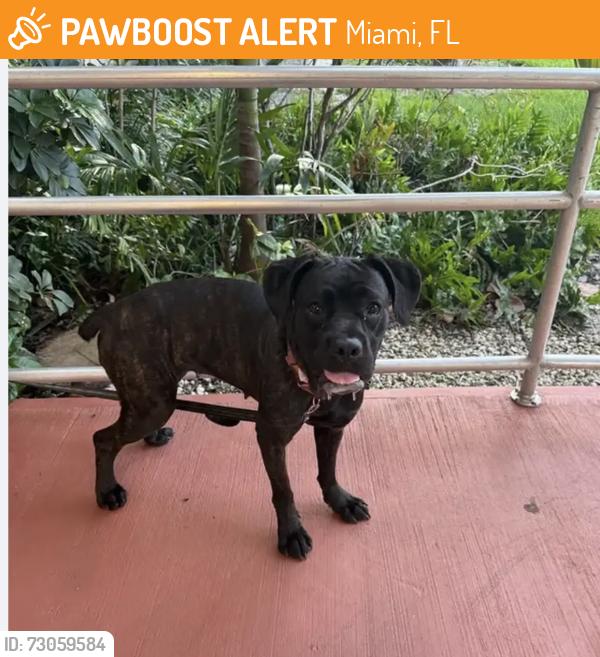 Found/Stray Female Dog last seen NE 69 street Miami, Miami, FL 33138
