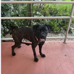 Found/Stray Female Dog last seen NE 69 street Miami, Miami, FL 33138