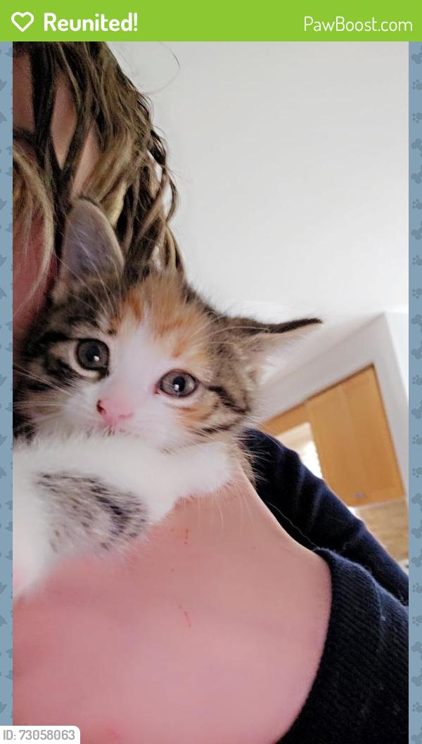 Reunited Female Cat last seen Castle park blvd/ Sonoma area, Vaughan, ON L4H 2T1