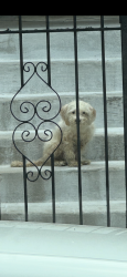 Found/Stray Unknown Dog last seen Near st and Peoria st., Chicago, IL 60621