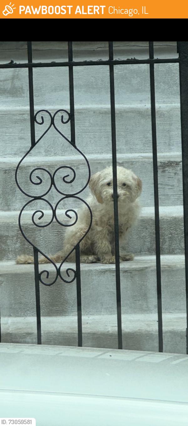 Found/Stray Unknown Dog last seen Near st and Peoria st., Chicago, IL 60621