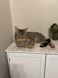 Lost Male Cat last seen Southwest Circle , Joliet, IL 60433