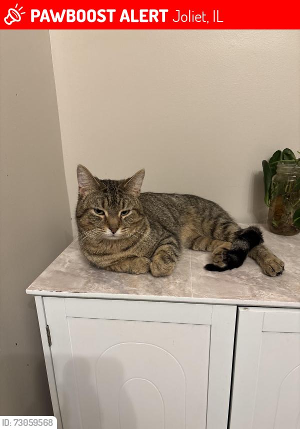 Lost Male Cat last seen Southwest Circle , Joliet, IL 60433