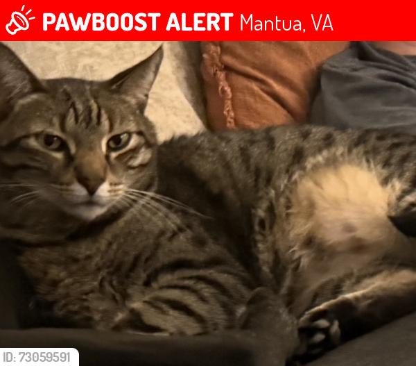 Lost Male Cat last seen Glenbrook and Hamilton, Mantua, VA 22031