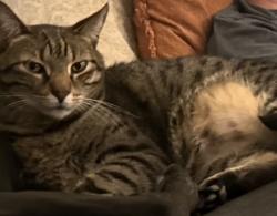 Lost Male Cat last seen Glenbrook and Hamilton, Mantua, VA 22031