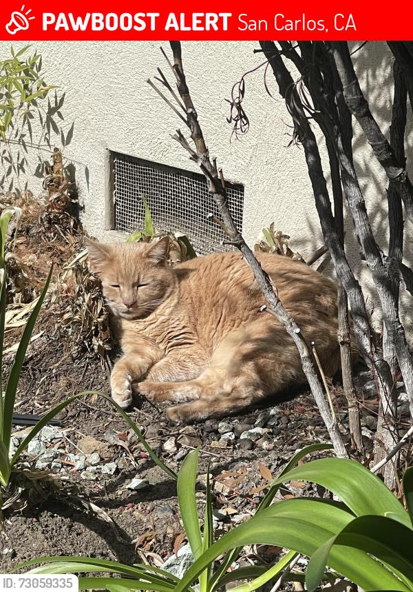 Lost Female Cat last seen Home property , San Carlos, CA 94070