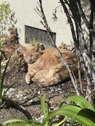 Lost Female Cat last seen Home property , San Carlos, CA 94070