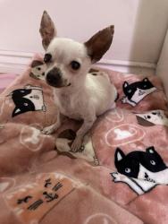 Lost Female Dog last seen Near flores st San Bernardino, San Bernardino, CA 92411