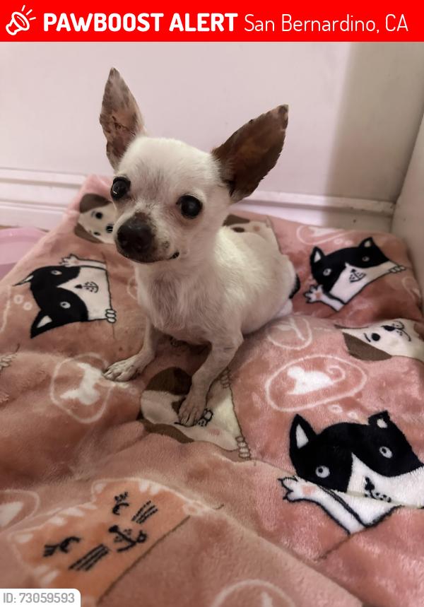 Lost Female Dog last seen Near flores st San Bernardino, San Bernardino, CA 92411