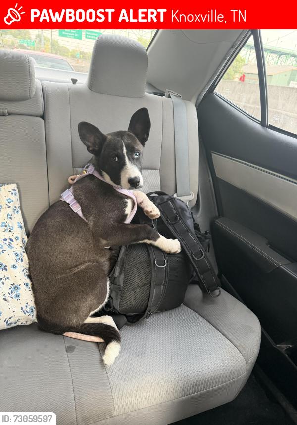 Lost Female Dog last seen Cecil and whittle springs, Knoxville, TN 37917