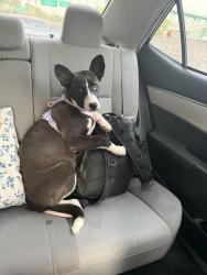 Lost Female Dog last seen Cecil and whittle springs, Knoxville, TN 37917