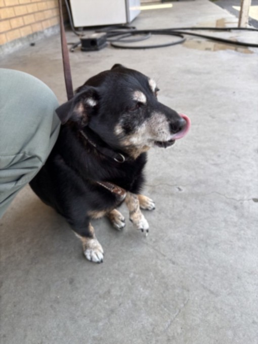 Shelter Stray Male Dog last seen , 3201 Lacy St, Los Angeles, CA 90031, USA