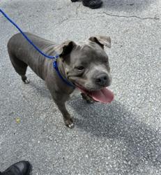 Shelter Stray Female Dog last seen Near BLOCK NW 51ST ST, 3599 NW 79th Ave, Doral, FL 33122, USA