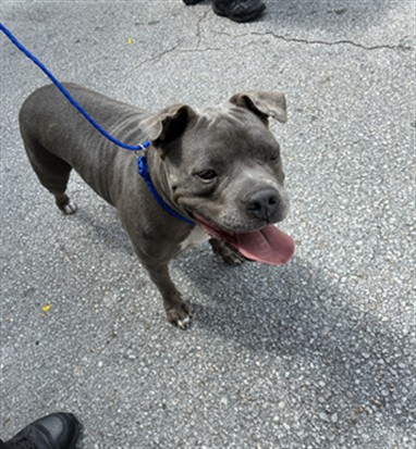 Shelter Stray Female Dog last seen Near BLOCK NW 51ST ST, 3599 NW 79th Ave, Doral, FL 33122, USA