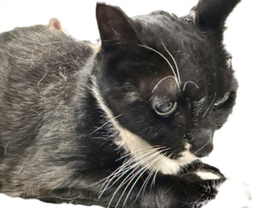 Shelter Stray Male Cat last seen , 3201 Lacy St, Los Angeles, CA 90031, USA