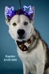 Shelter Stray Male Dog last seen Near BLOCK KERN CANYON RD, BAKERSFIELD CA 93306, 3951 Fruitvale Ave, Bakersfield, CA 93308, USA
