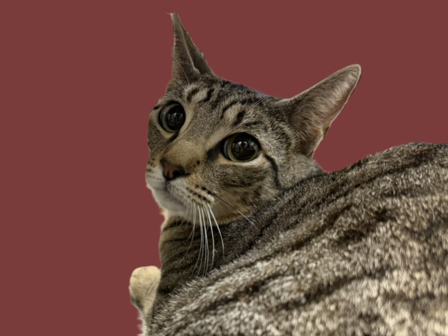 Shelter Stray Male Cat last seen , 3201 Lacy St, Los Angeles, CA 90031, USA