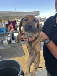 Shelter Stray Male Dog last seen Near BLOCK ETHRUM AVE, BAKERSFIELD CA 93307, 3951 Fruitvale Ave, Bakersfield, CA 93308, USA