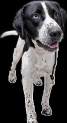 Shelter Stray Male Dog last seen , 3201 Lacy St, Los Angeles, CA 90031, USA
