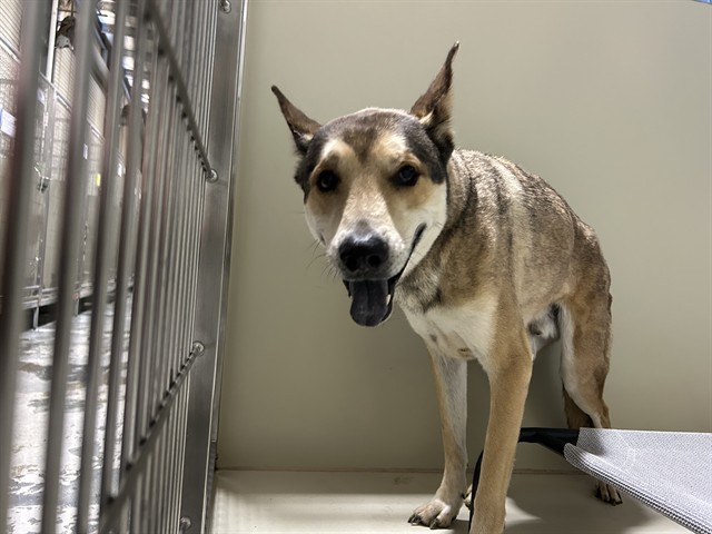 Shelter Stray Male Dog last seen Near BLOCK ARVIN ST, BAKERSFIELD CA 93308, 3951 Fruitvale Ave, Bakersfield, CA 93308, USA